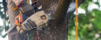Organic Lawn Care Solutions in Davis, OK